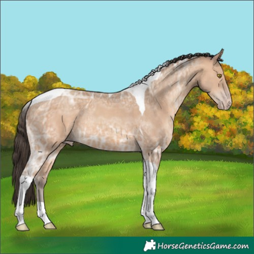 Horse Color:Amber Champagne Ice Tobiano 