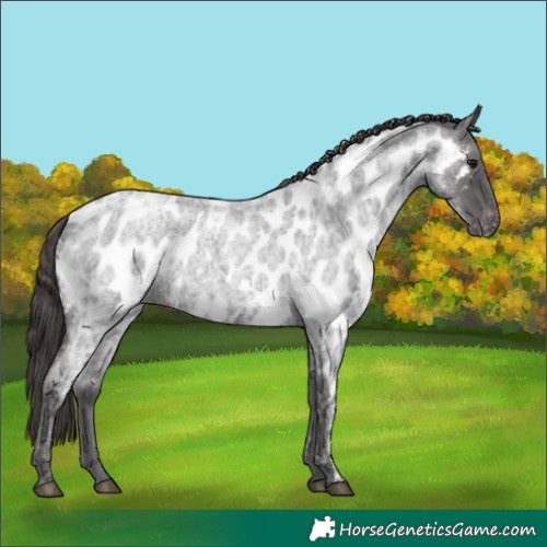 Horse Color:Smoky Blue Ice Roan Near Leopard 