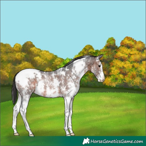 Horse Color:White Spotted Brown Sabino 
