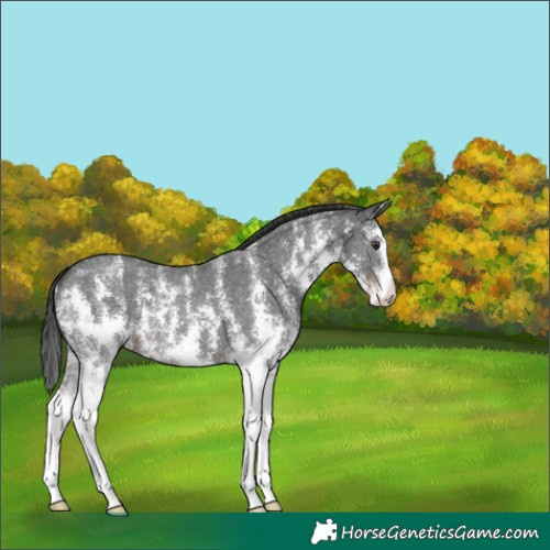 Horse Color:Liver Chestnut Sabino 