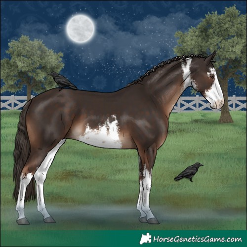 Horse Color:White Spotted Liver Chestnut 