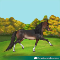 Horse Color:White Spotted Bay 