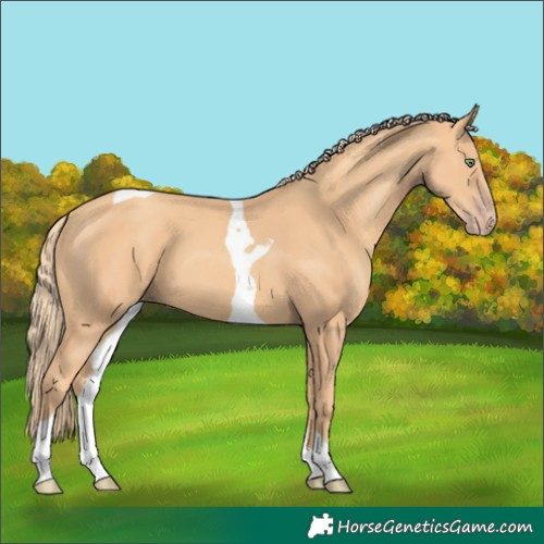 Horse Color:Gold Champagne Tobiano 