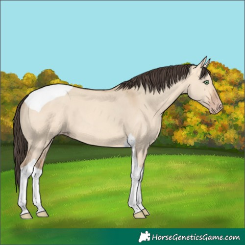 Horse Color:Amber Champagne Dun Tobiano 