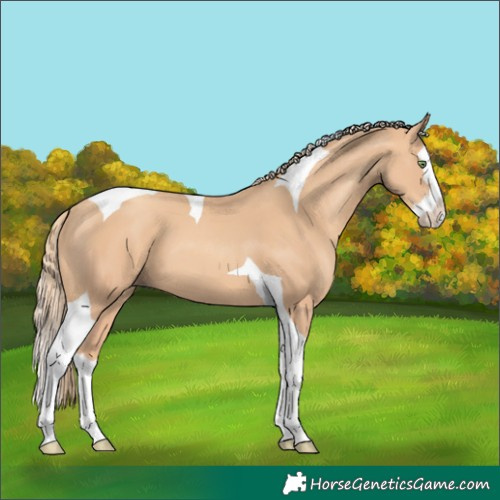 Horse Color:Gold Champagne Splash Tobiano 