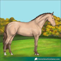 Horse Color:Amber Champagne Appaloosa