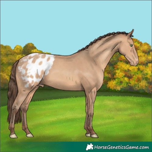 Horse Color:Amber Champagne Appaloosa 