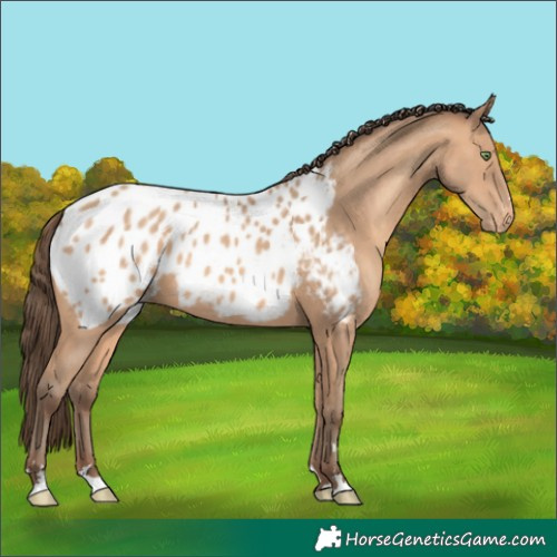 Horse Color:Amber Champagne Blanket 