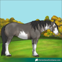 Horse Color:White Spotted Grullo