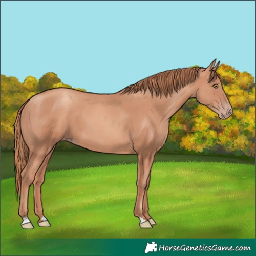 Horse Color:Gold Champagne 