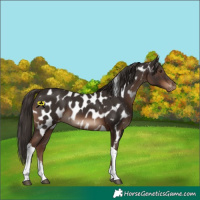 Horse Color:White Spotted Liver Chestnut Tobiano Appaloosa