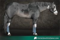 Horse Color:White Spotted Black Merle
