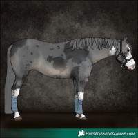 Horse Color:White Spotted Black Merle 
