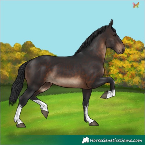 Horse Color:White Spotted Brown 