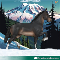 Horse Color:White Spotted Brown 