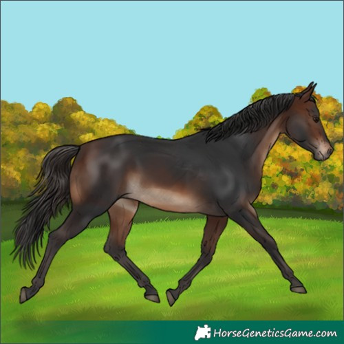 Horse Color:White Spotted Brown 