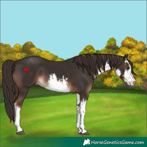 Horse Color:White Spotted Liver Chestnut 