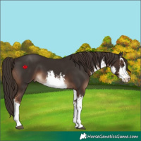 Horse Color:White Spotted Liver Chestnut
