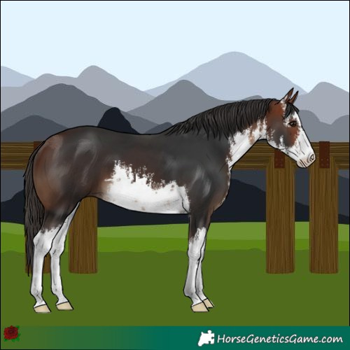 Horse Color:White Spotted Bay 