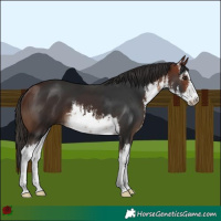 Horse Color:White Spotted Bay
