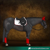 Horse Color:Brown Tobiano