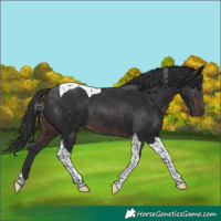 Horse Color:Brown Tobiano Rabicano