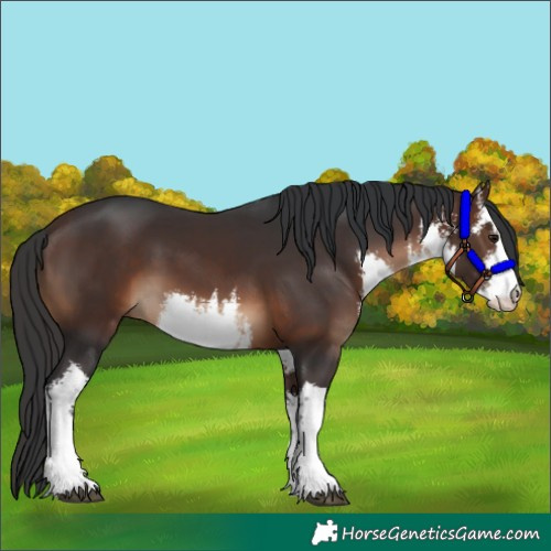 Horse Color:White Spotted Brown 