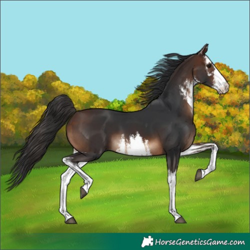 Horse Color:White Spotted Brown 