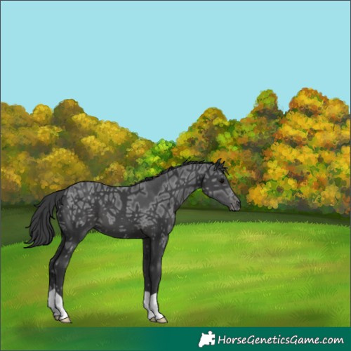 Horse Color:Black Ice 