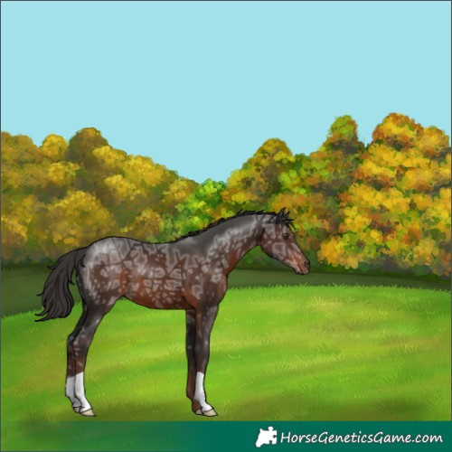 Horse Color:Liver Chestnut Ice 
