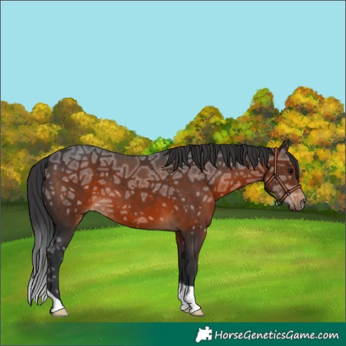Horse Color:Brown Ice