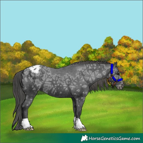 Horse Color:Black Ice Appaloosa 