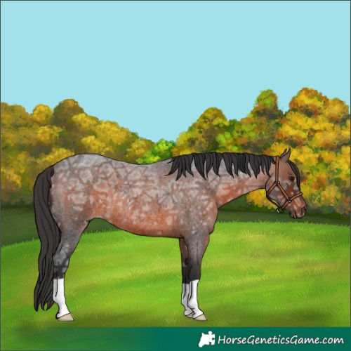 Horse Color:Brown Ice Roan 