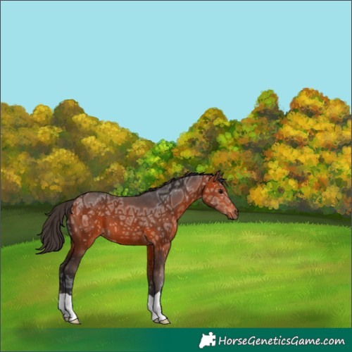 Horse Color:Bay Ice