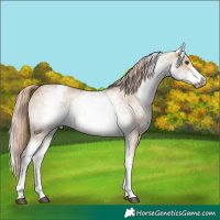Horse Color:White Spotted Red Dun Frame 