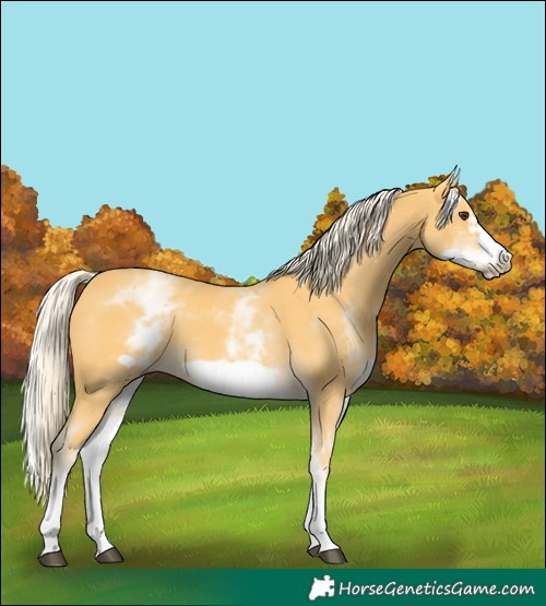 Horse Color:White Spotted Palomino Frame 