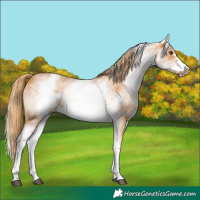 Horse Color:White Spotted Chestnut Frame 