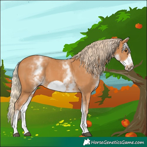 Horse Color:White Spotted Chestnut Frame