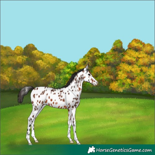 Horse Color:Bay Appaloosa