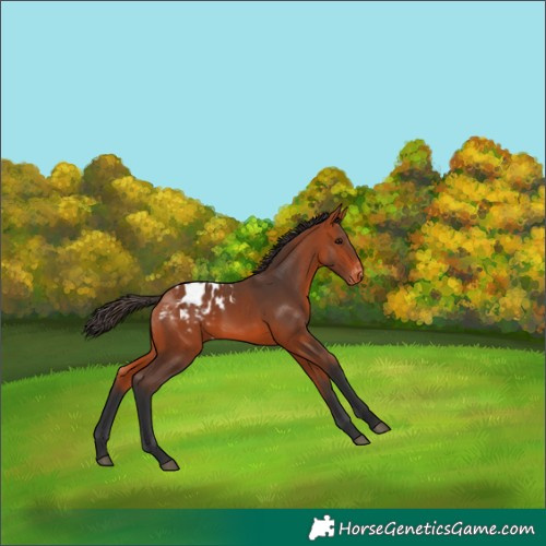 Horse Color:Bay Appaloosa