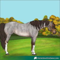Horse Color:White Spotted Liver Red Roan 