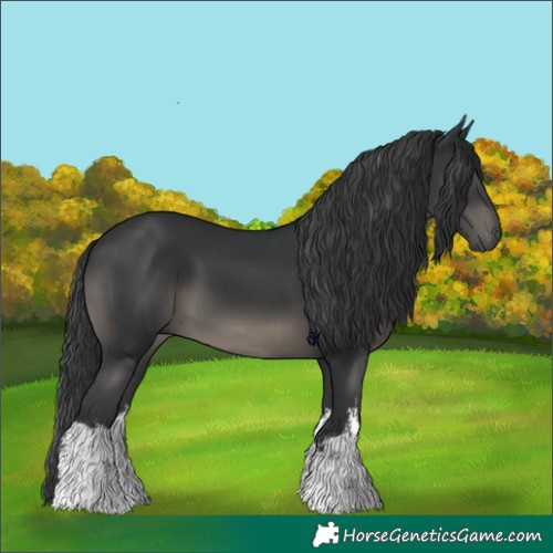 Horse Color:White Spotted Black 
