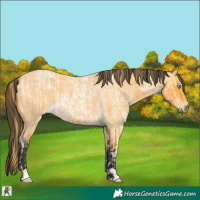 Horse Color:Buckskin Roan Pearl  and Buckskin Roan 