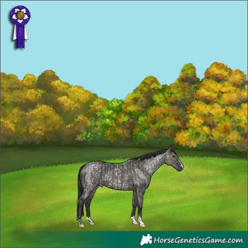 Horse Color:Grullo Roan Appaloosa Rabicano  and Grullo 