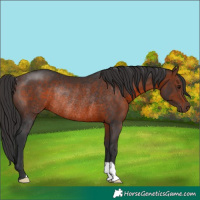 Horse Color:Brown Rabicano