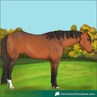 Horse Color:Bay 