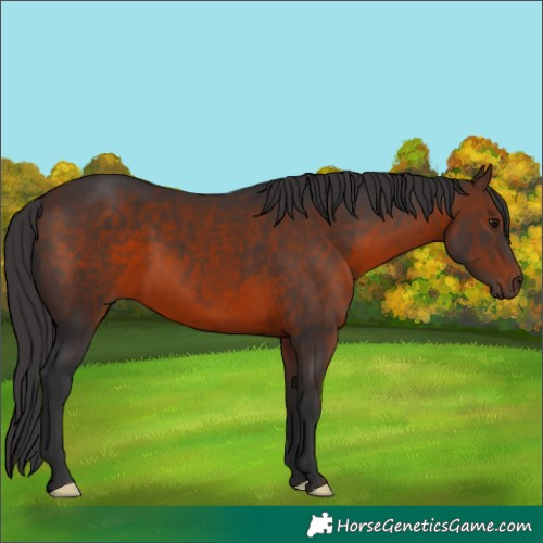 Horse Color:Brown 