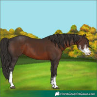 Horse Color:Liver Chestnut Sabino 