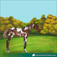 Horse Color:White Spotted Liver Chestnut Rabicano 
