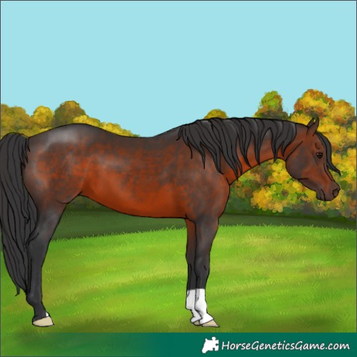Horse Color:Brown 
